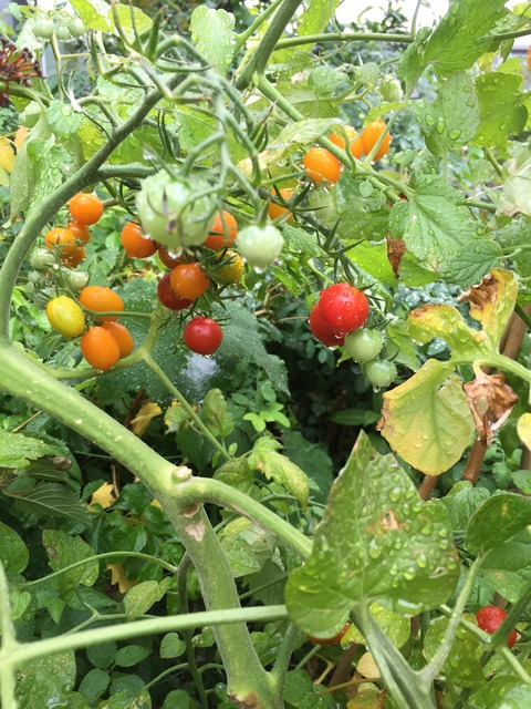 ガンを理解する為の学校教育の話と基礎単音トレーニング(い)上行