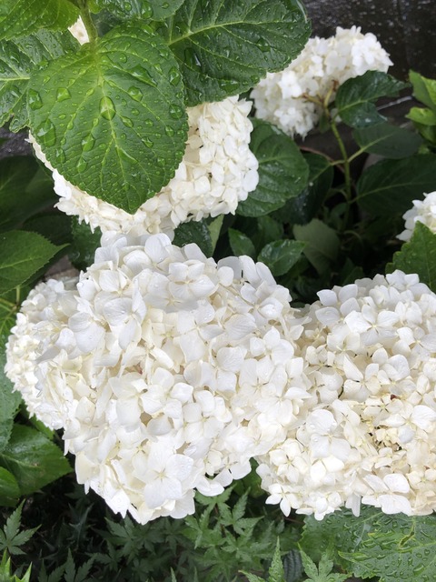 後悔のない人生