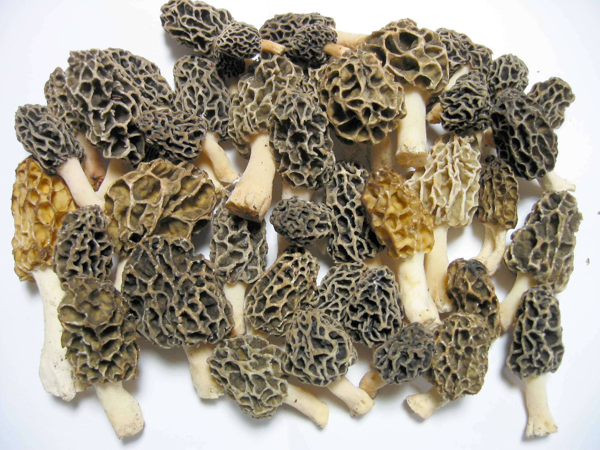 今年もアミガサタケの季節がやってきた！○Morchella esculenta (L 