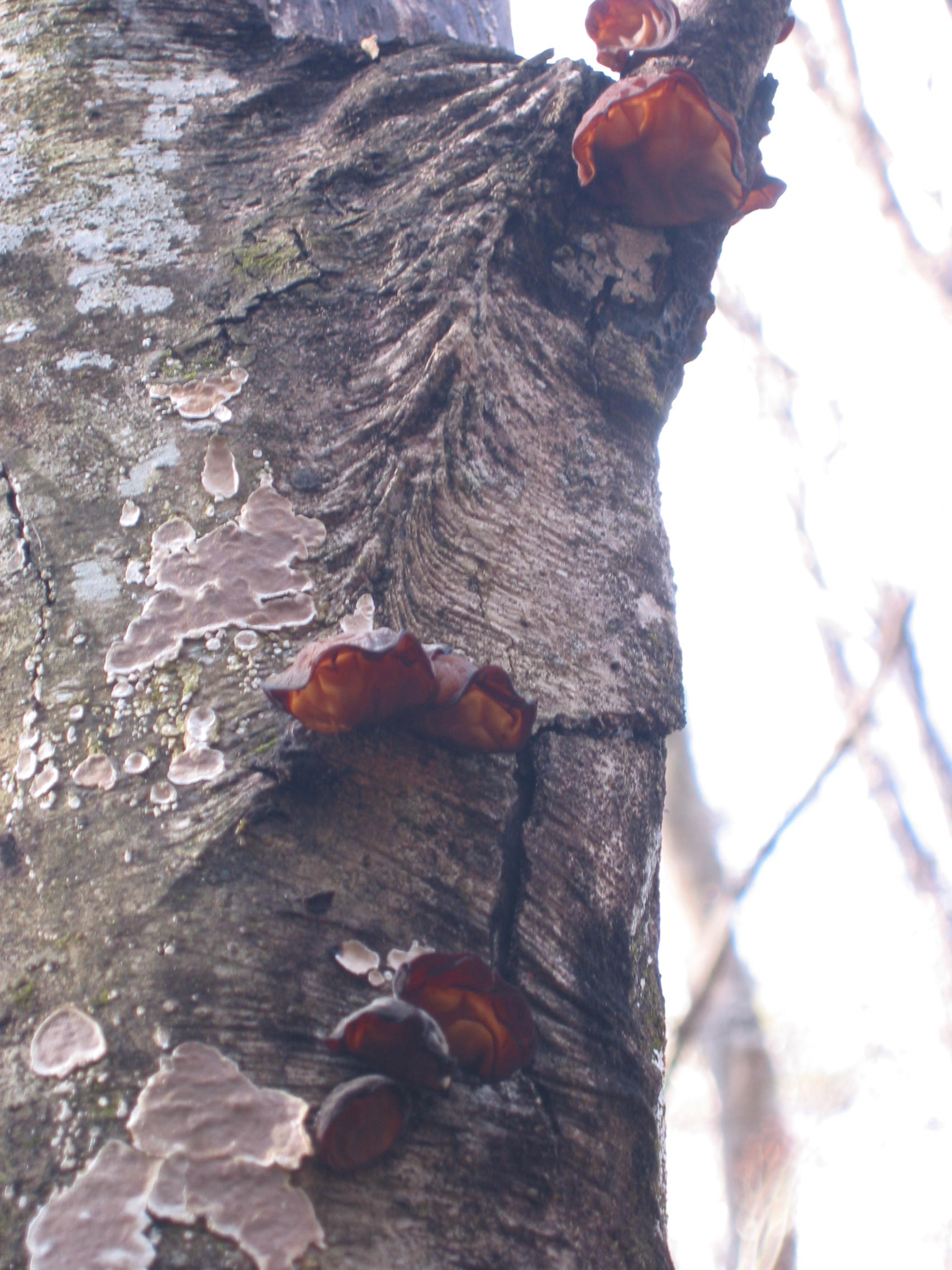 auricularia auricula underw auricularia auricula underw