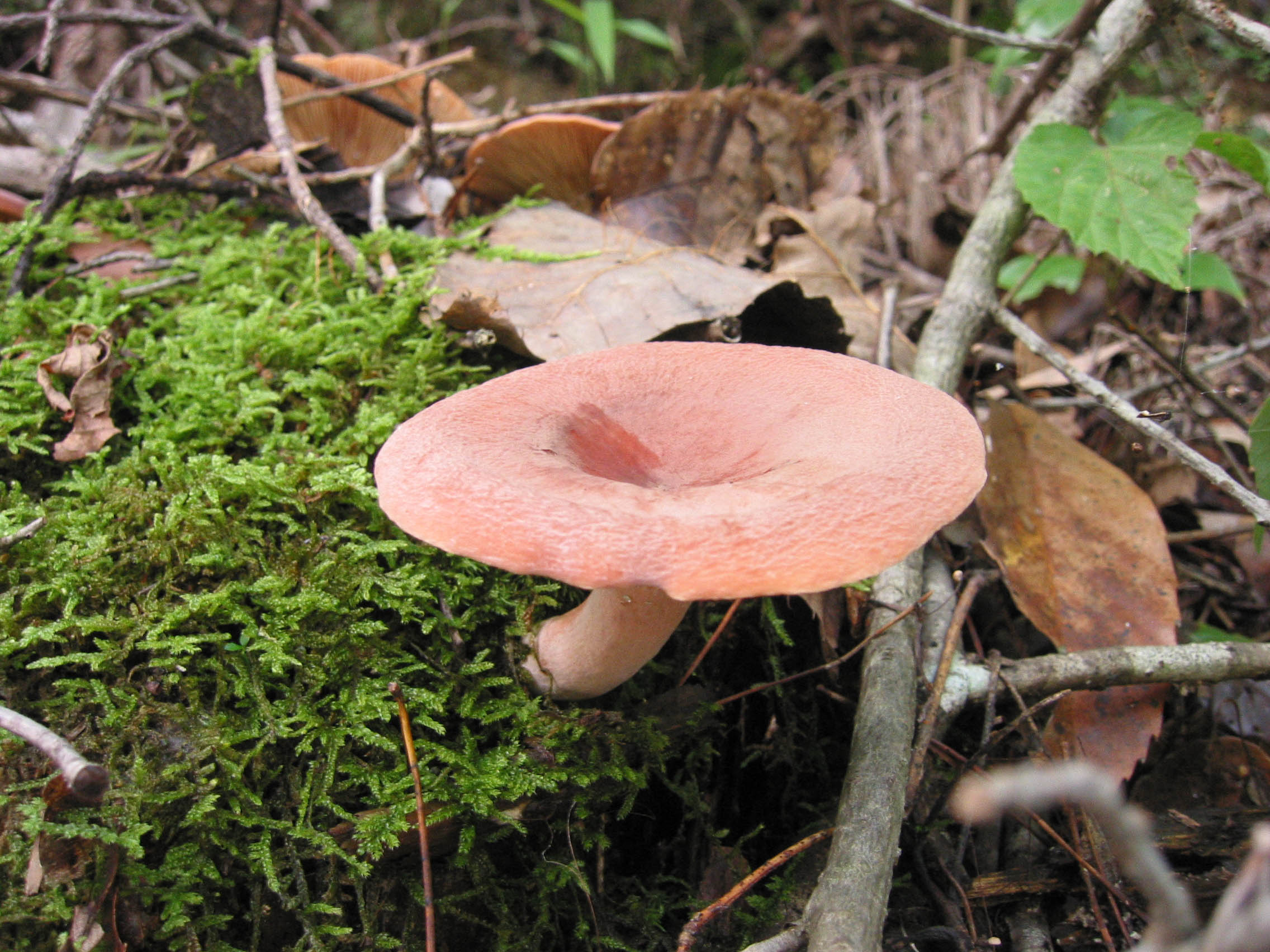 ちたけ（乳茸）が大量！ チリメンチチタケ Lactarius corrugis Peck