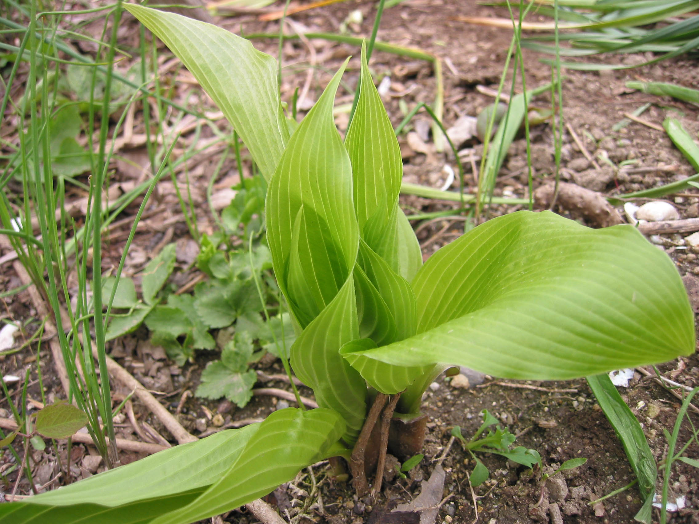今年もタラの芽 コシアブラのシーズン到来 山菜 Viridian Forest 今年もタラの芽 コシアブラのシーズン到来 山菜 Viridian Forest