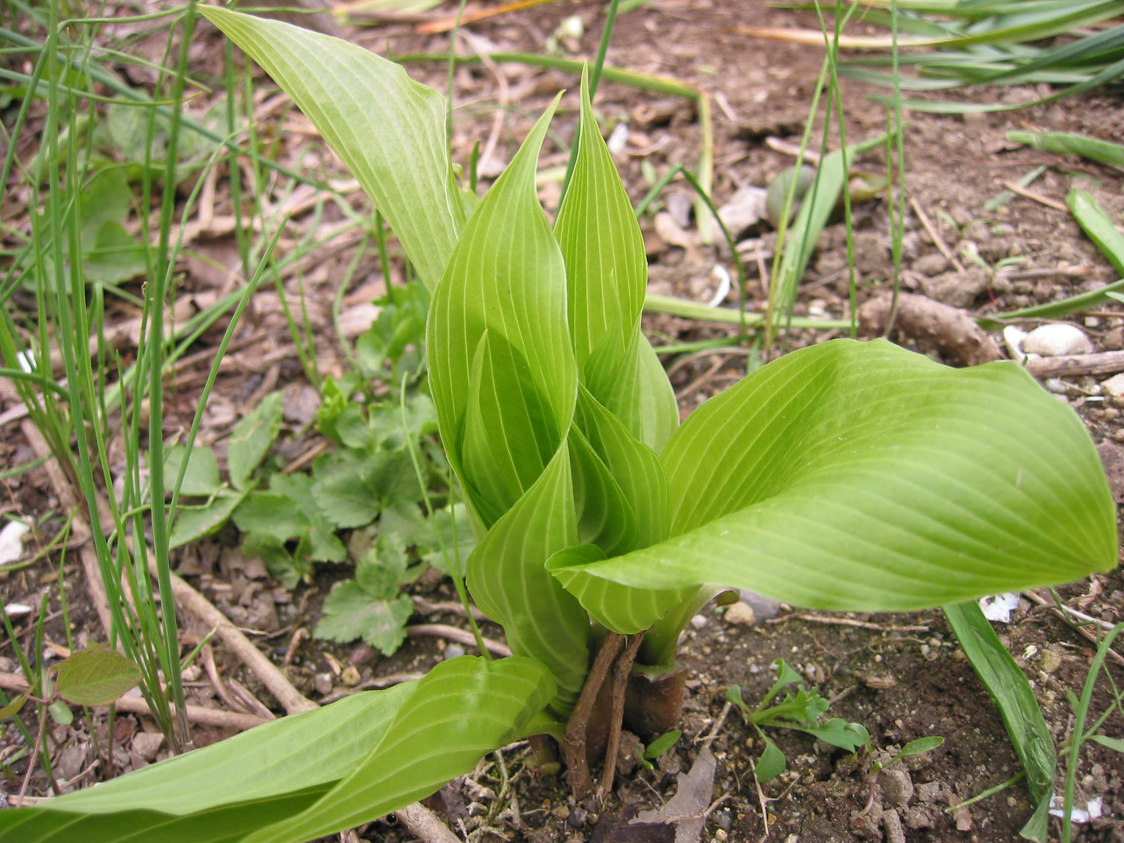 今年もタラの芽 コシアブラのシーズン到来 山菜 Viridian Forest