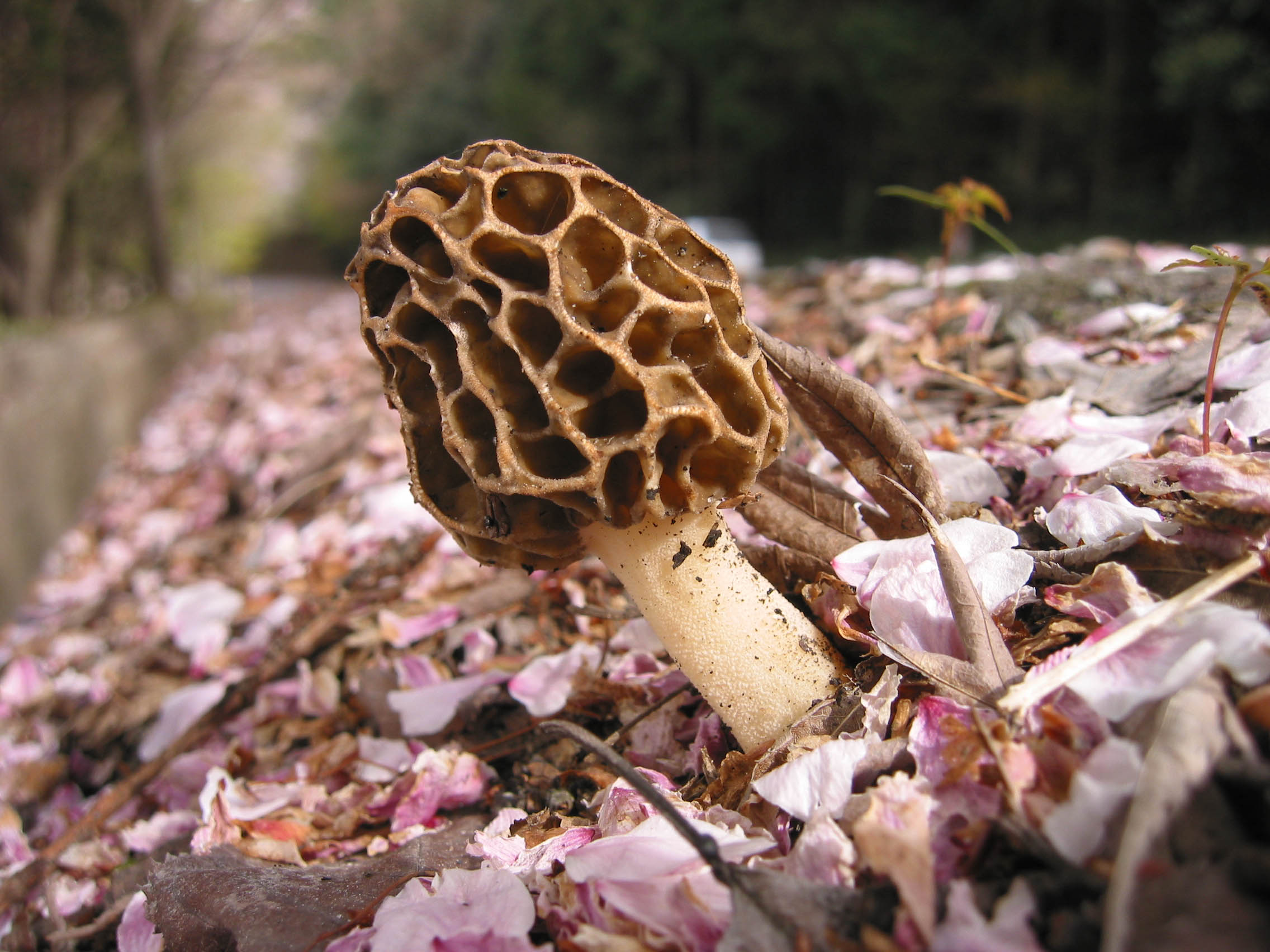 今年もアミガサタケの季節がやってきた！○Morchella esculenta (L 