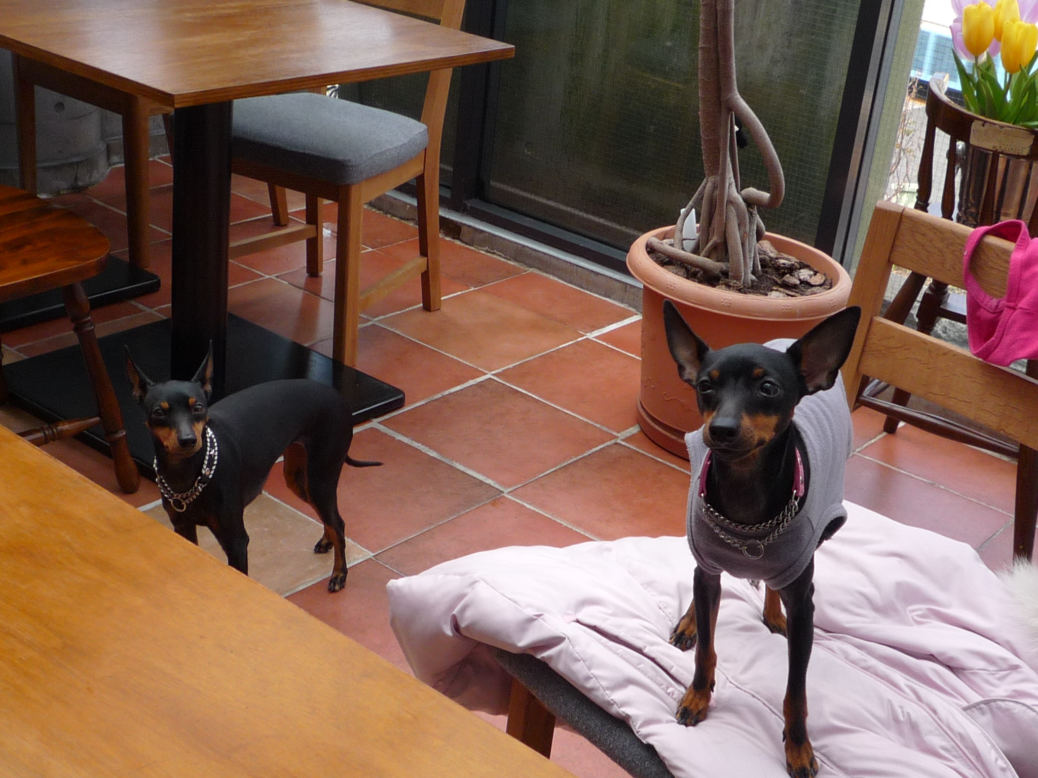 トイマンのトイちゃん りんちゃんと 魔女と妖精の宝箱