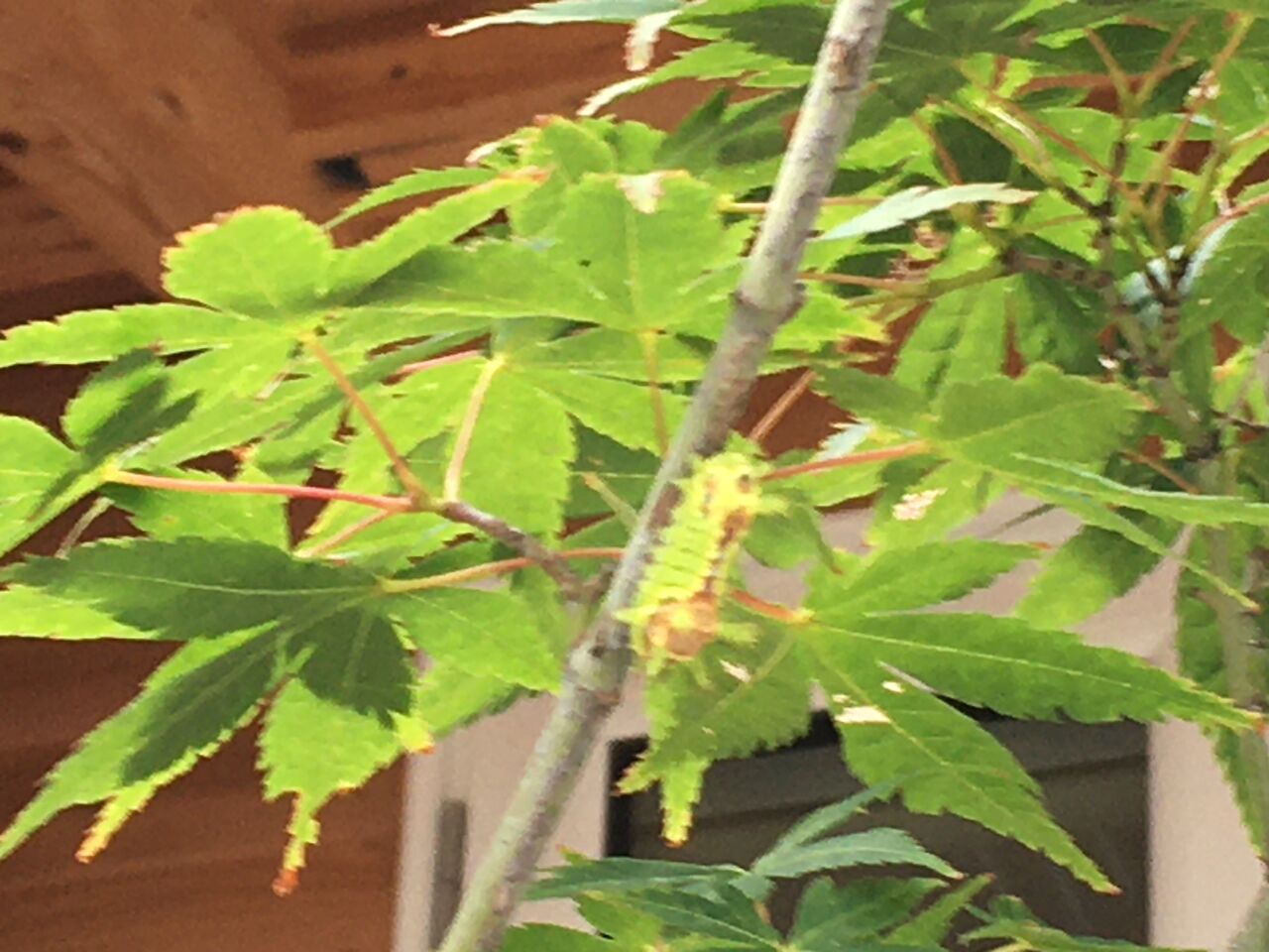 害虫発生 設計事務所と長く愛せる家を建てる 害虫発生 設計事務所と長く愛せる家を建てる