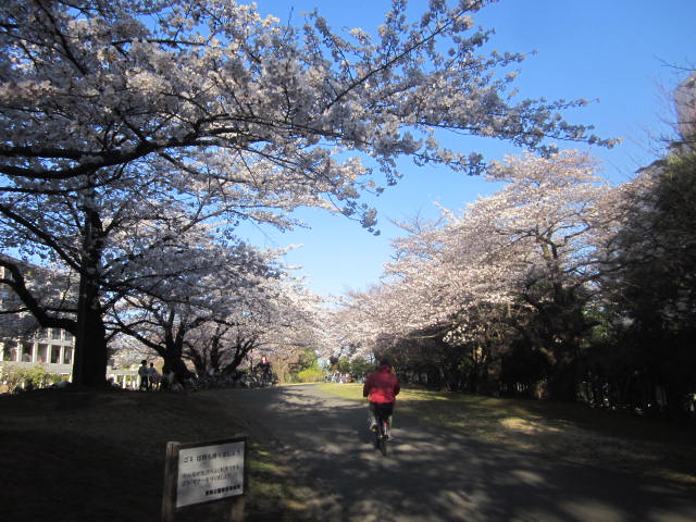 夏の雲公園 の桜 現在このブログは休館しています