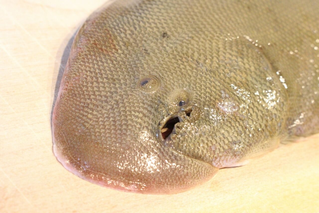 牛タンを食べた次の日に ウシノシタを食べる 春愁秋思