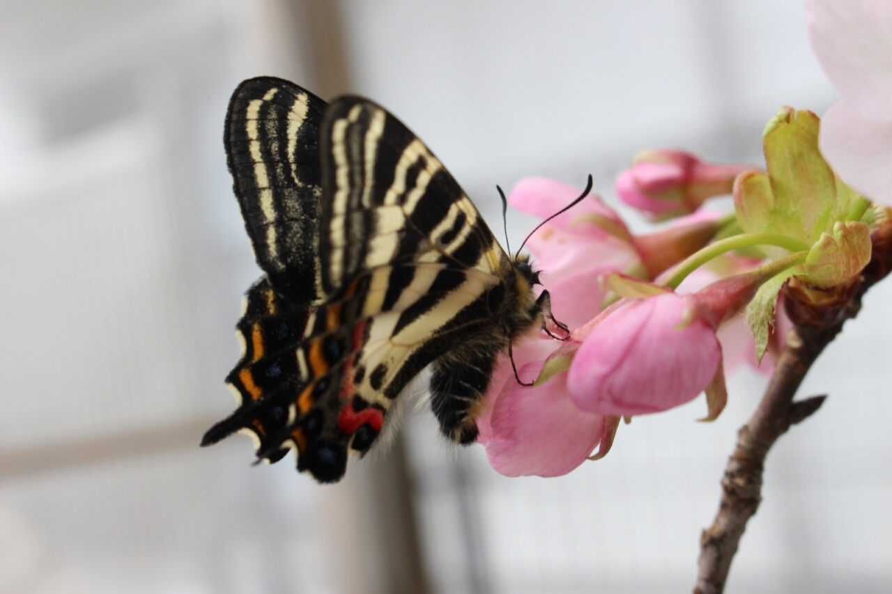 春の女神 ギフチョウ 春愁秋思