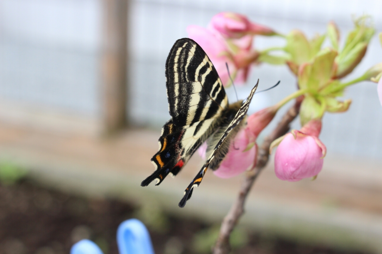 春の女神 ギフチョウ 春愁秋思