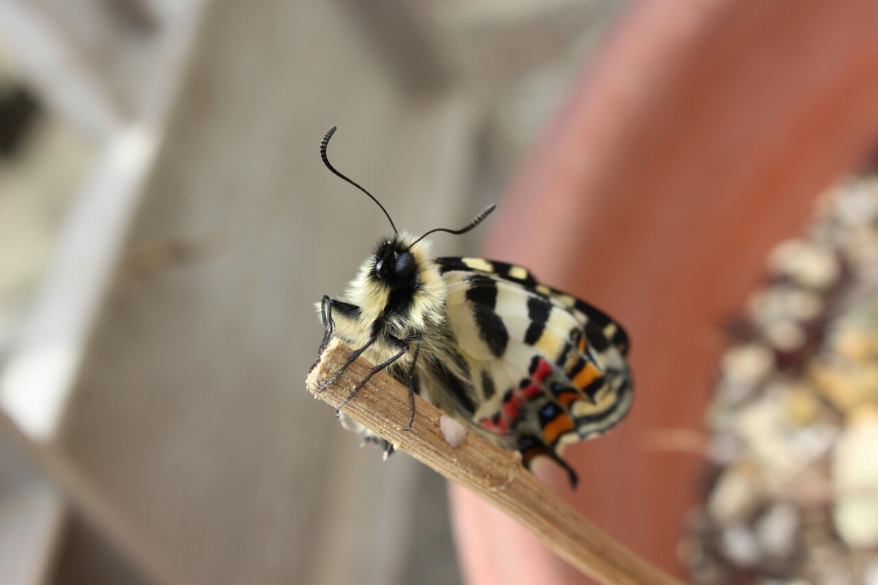 春の女神 ギフチョウ 春愁秋思