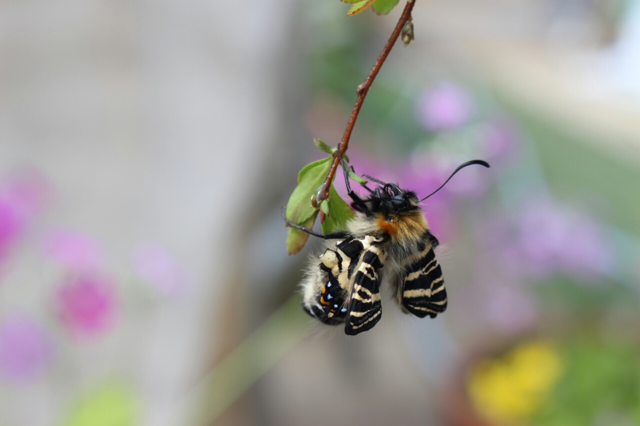 春の女神 ギフチョウ 春愁秋思