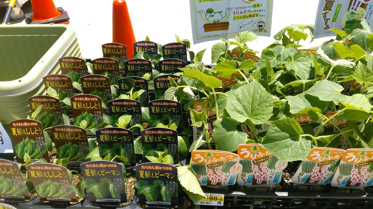 夏野菜苗入荷しました 綿半スーパーセンター 千曲店ガーデンブログ 夏野菜苗入荷しました 綿半スーパーセンター 千曲店ガーデンブログ