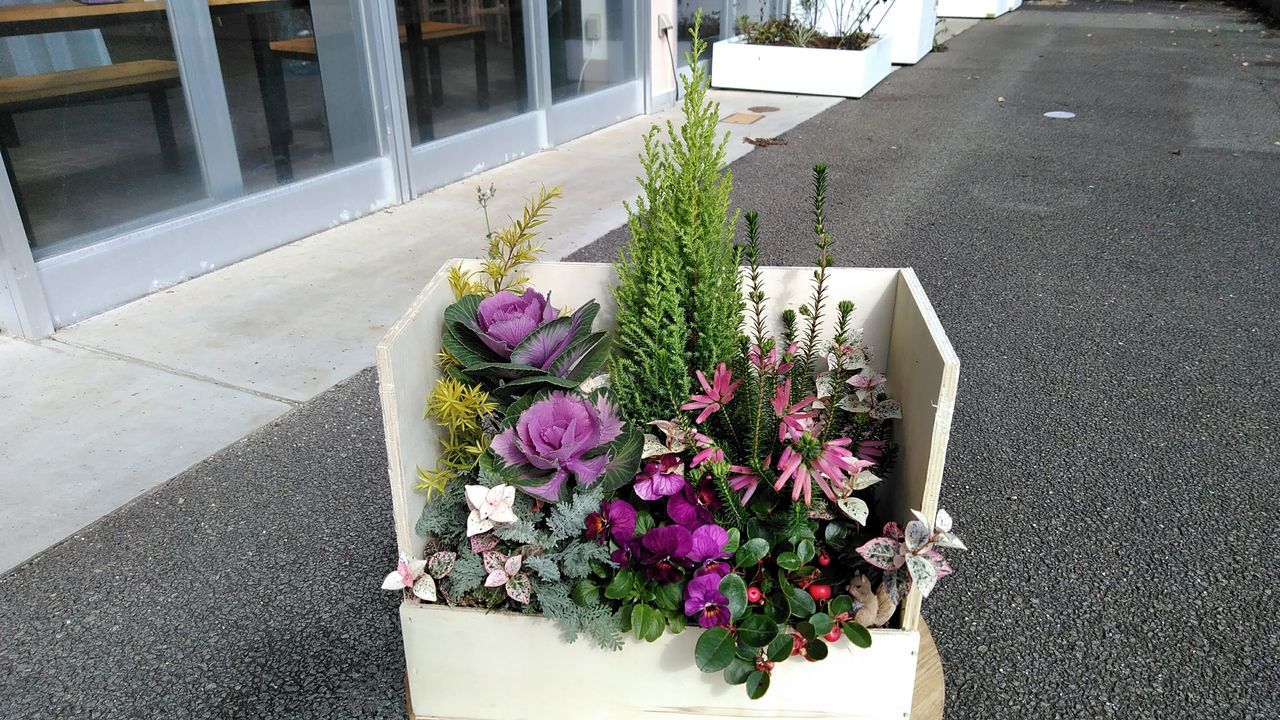 木箱を使った寄せ植え 綿半スーパーセンター 富士河口湖店ガーデンブログ 木箱を使った寄せ植え 綿半スーパーセンター 富士河口湖店ガーデンブログ