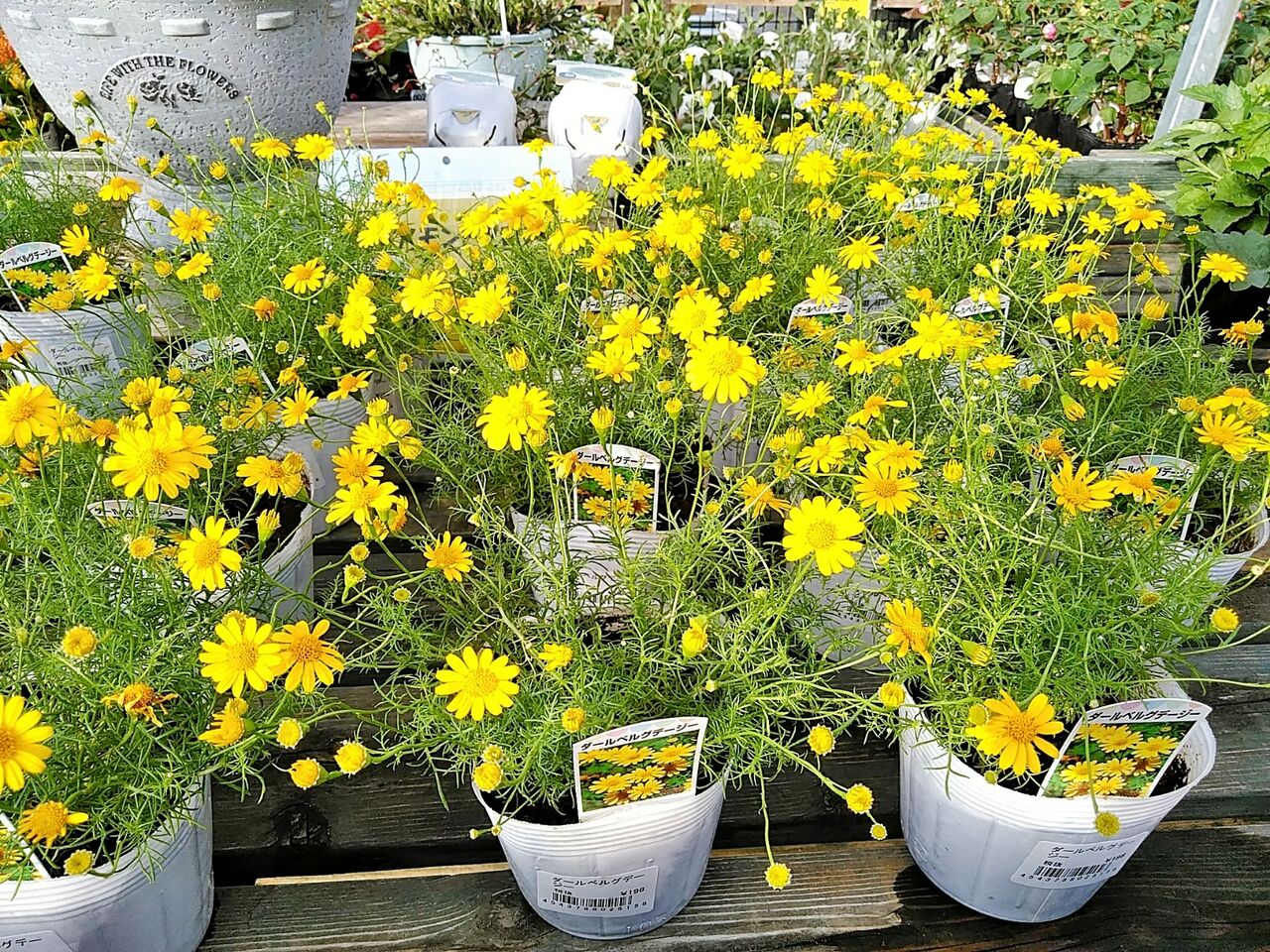ダールベルグデージー 綿半スーパーセンター 東村山店ガーデンブログ ダールベルグデージー 綿半スーパーセンター 東村山店ガーデンブログ