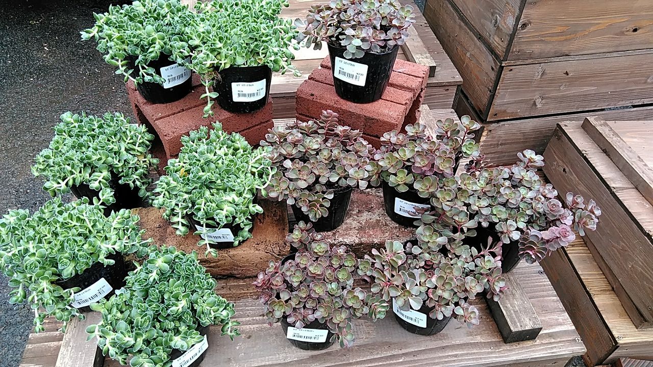 セダム 綿半スーパーセンター 東村山店ガーデンブログ