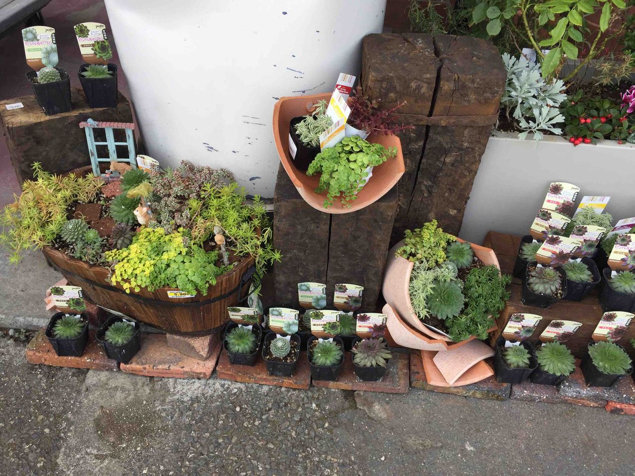 セダム寄せ植え展開中 綿半ホームエイド 穂高店ガーデンブログ セダム寄せ植え展開中 綿半ホームエイド 穂高店ガーデンブログ