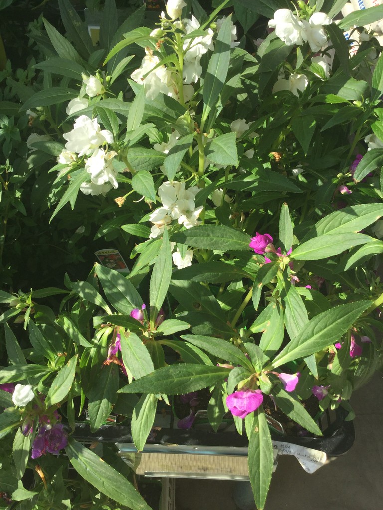 ホウセンカ 綿半スーパーセンター 稲里店ガーデンブログ