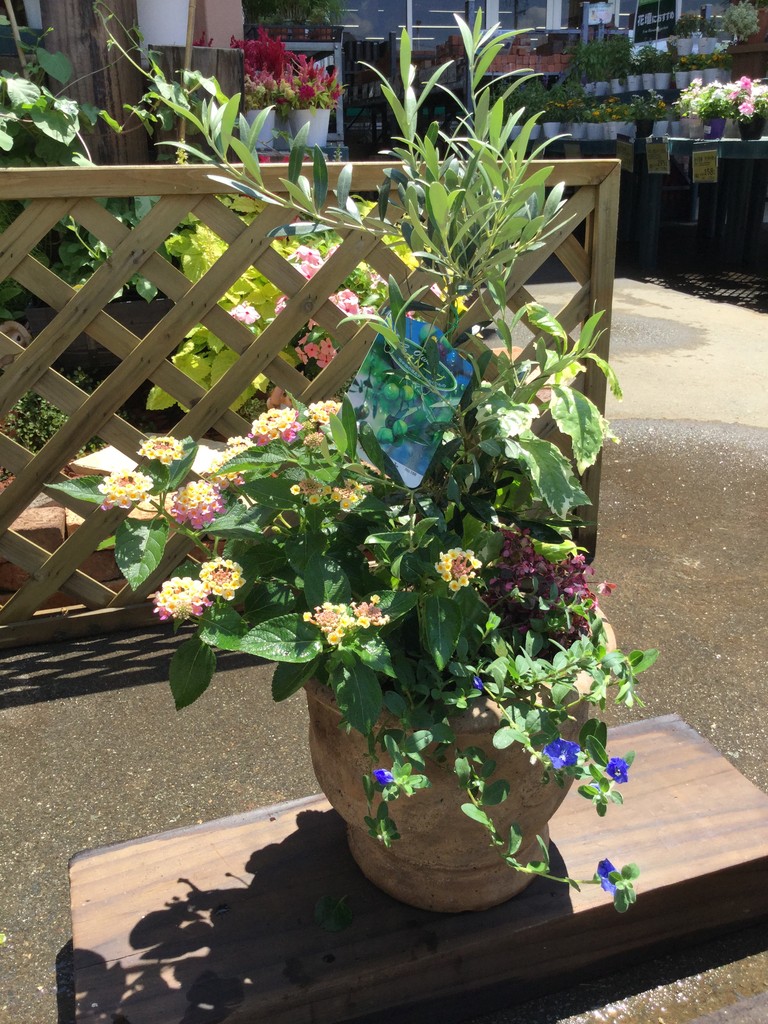 夏の寄せ植え 綿半スーパーセンター 稲里店ガーデンブログ