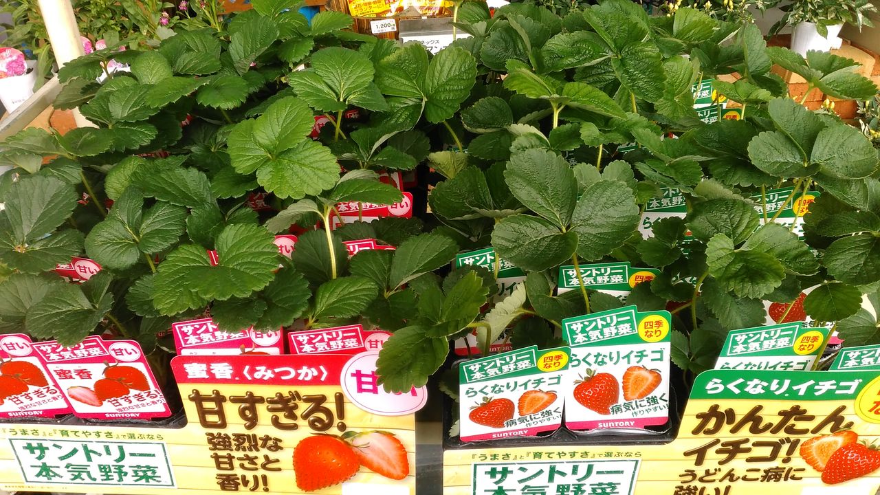 イチゴ 苗入荷 綿半スーパーセンター 伊那店ガーデンブログ イチゴ 苗入荷 綿半スーパーセンター 伊那店ガーデンブログ