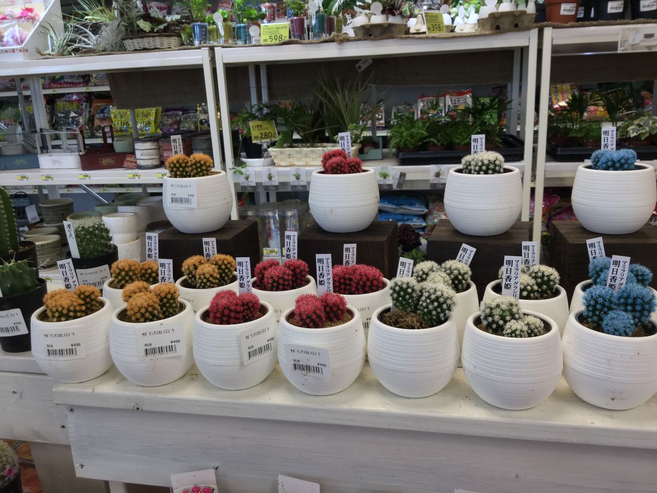 サボテン 明日香姫 綿半スーパーセンター可児店 ガーデンブログ