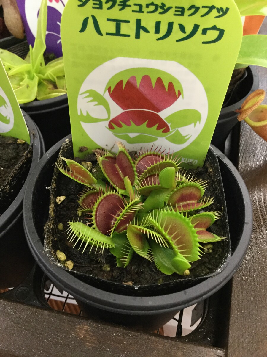 食虫植物 綿半スーパーセンター可児店 ガーデンブログ