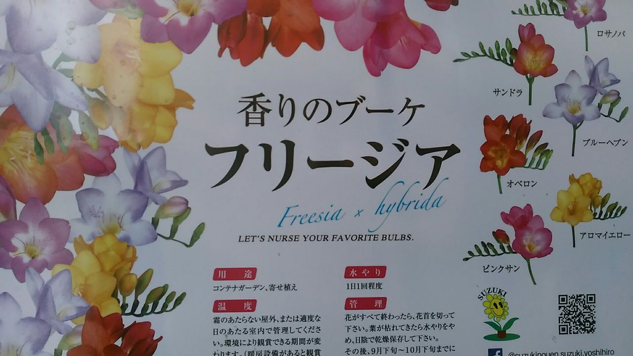 フリージア 綿半ホームエイド 江南店ガーデンブログ フリージア 綿半ホームエイド 江南店ガーデンブログ