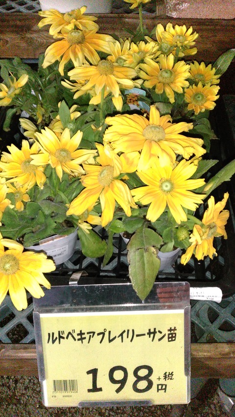 ルドベキアプレーリーサン入荷しました 綿半スーパーセンター 松本芳川店ガーデンブログ ルドベキアプレーリーサン入荷しました 綿半スーパーセンター 松本芳川店ガーデンブログ