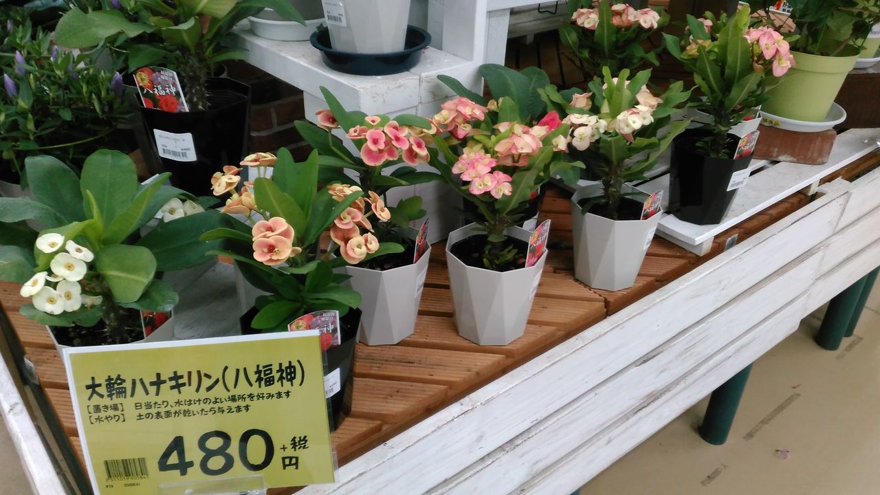 大輪 ハナキリン 八福神入荷しました 綿半スーパーセンター 松本芳川店ガーデンブログ