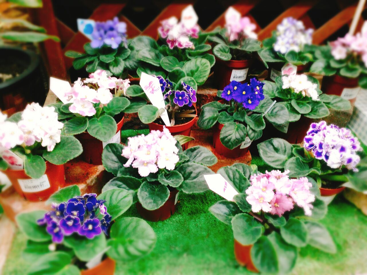 室内花の女王 綿半ホームエイド 檀田店ガーデンブログ