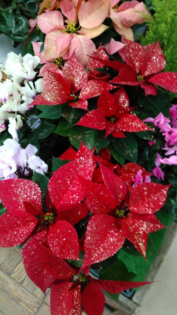 クリスマスの花と言えばポインセチア 綿半ホームエイド 檀田店ガーデンブログ クリスマスの花と言えばポインセチア 綿半ホームエイド 檀田店ガーデンブログ
