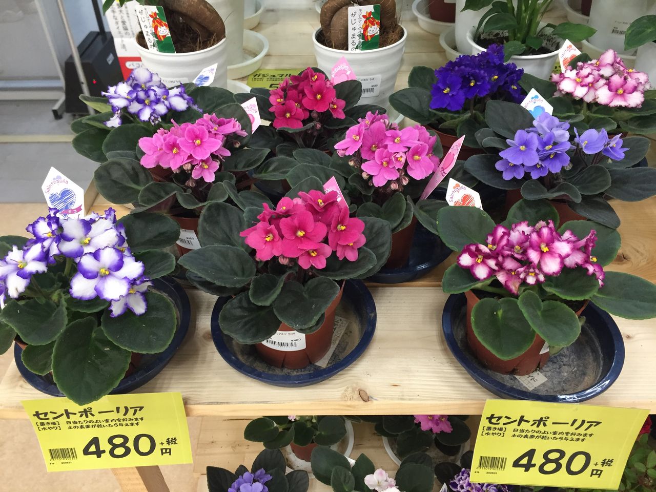 5 21 セントポーリアのご紹介 綿半ホームエイド 中野店ガーデンブログ