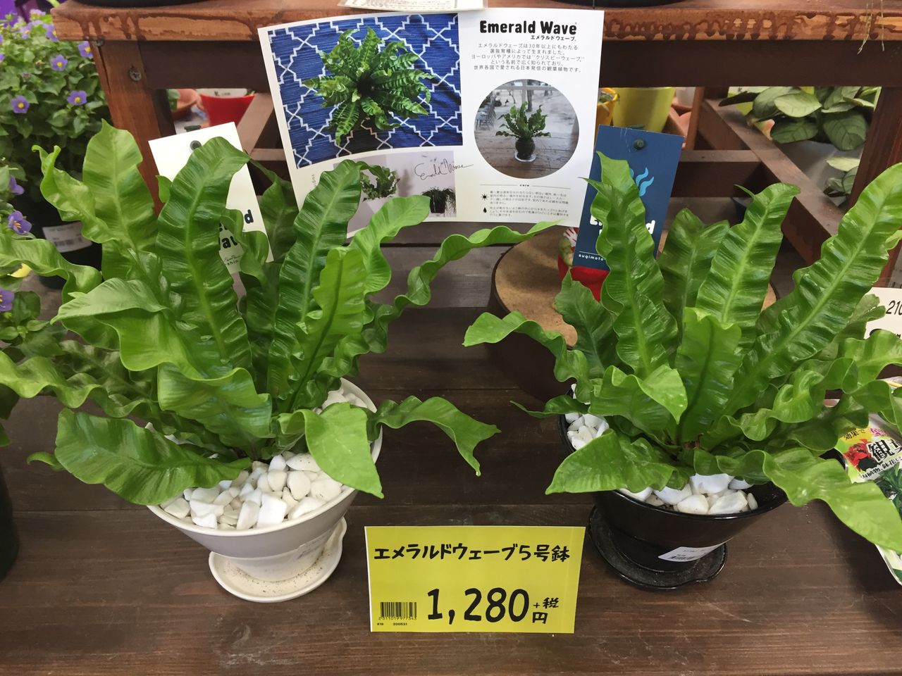 7 26 エメラルドウェーブのご紹介 綿半ホームエイド 中野店ガーデンブログ 7 26 エメラルドウェーブのご紹介 綿半ホームエイド 中野店ガーデンブログ