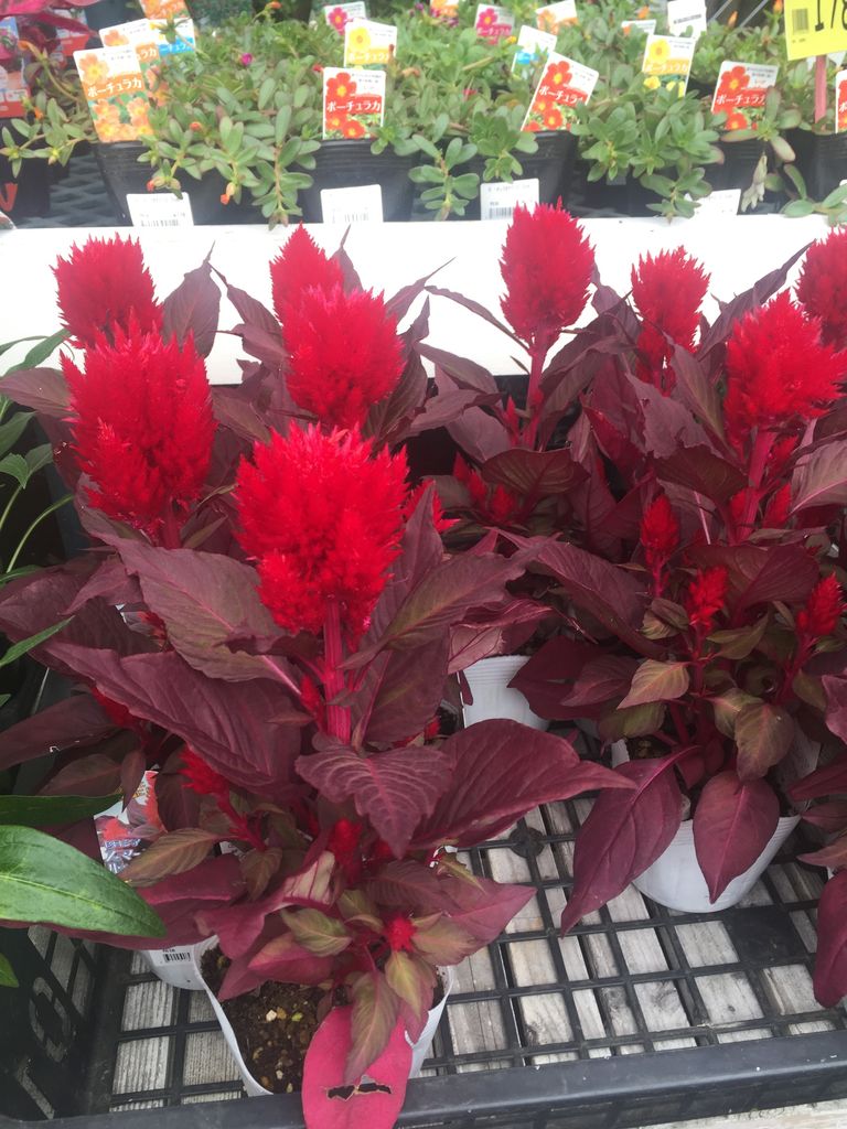 6 24 セロシア スマートルックのご紹介 綿半ホームエイド 中野店ガーデンブログ