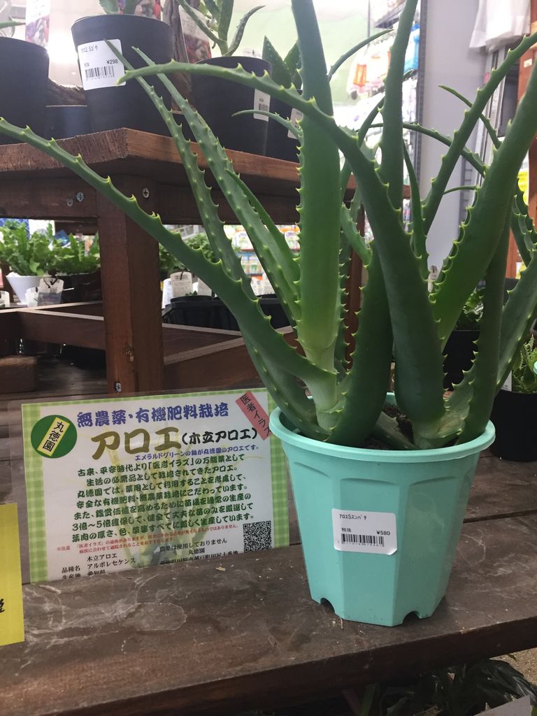 8 18 アロエのご紹介です 綿半ホームエイド 中野店ガーデンブログ