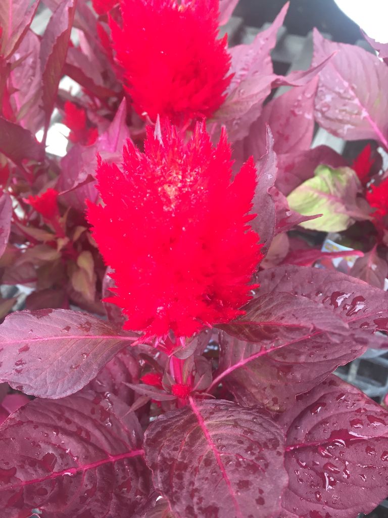 6 24 セロシア スマートルックのご紹介 綿半ホームエイド 中野店ガーデンブログ