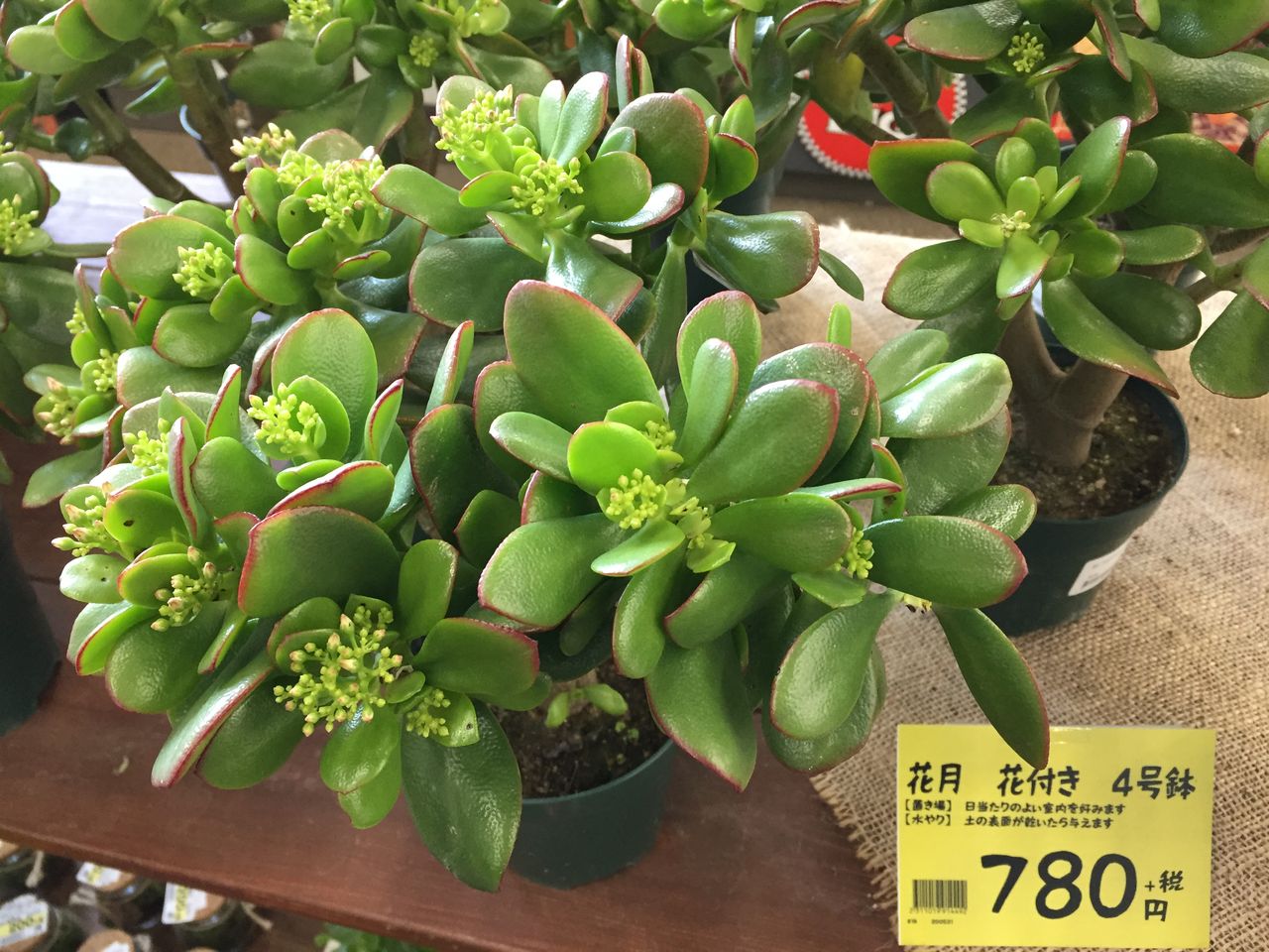 10 19 金のなる木 花月 綿半ホームエイド 中野店ガーデンブログ 10 19 金のなる木 花月 綿半ホームエイド 中野店ガーデンブログ