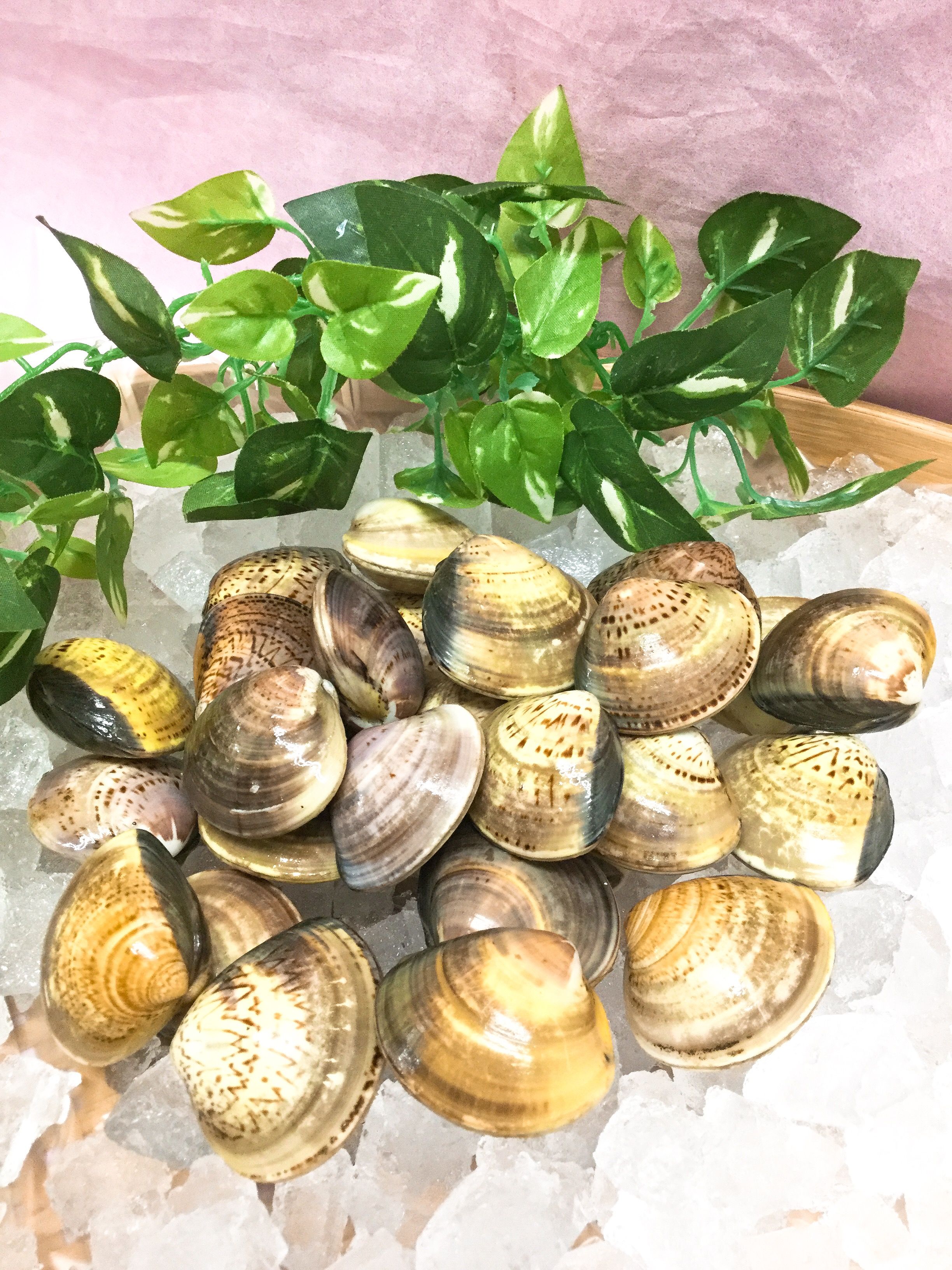 今が旬 ハマグリ 綿半スーパーセンター 須坂店生鮮ブログ