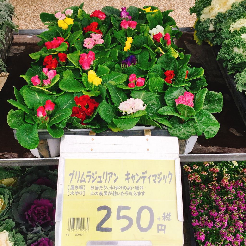 キレイで可愛い花です 綿半スーパーセンター 須坂店ガーデンブログ キレイで可愛い花です 綿半スーパーセンター 須坂店ガーデンブログ