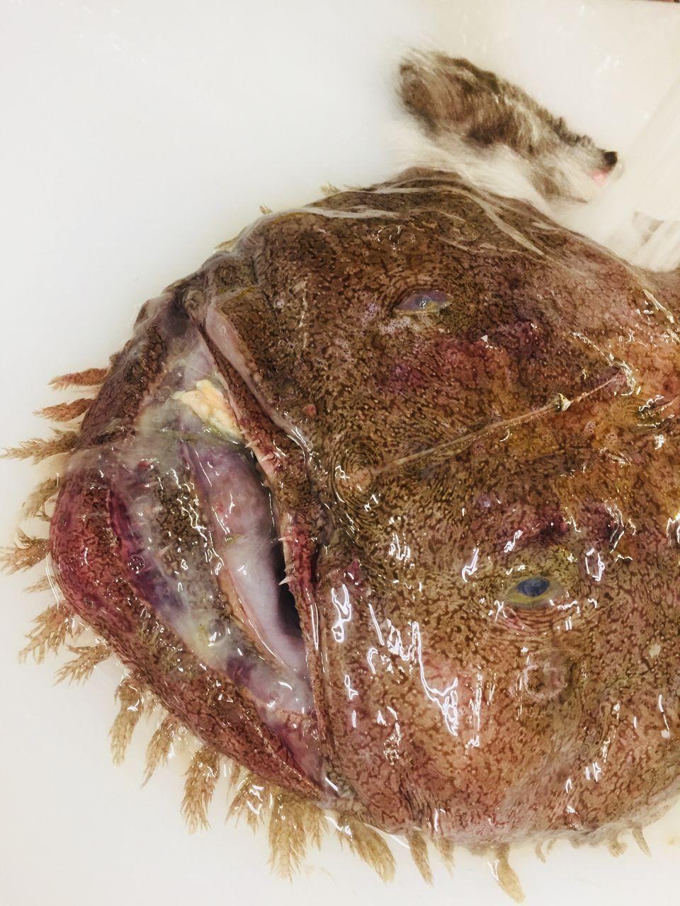 11 3 鮮魚 あんこう は捨てるところがない 綿半スーパーセンター 諏訪店生鮮ブログ