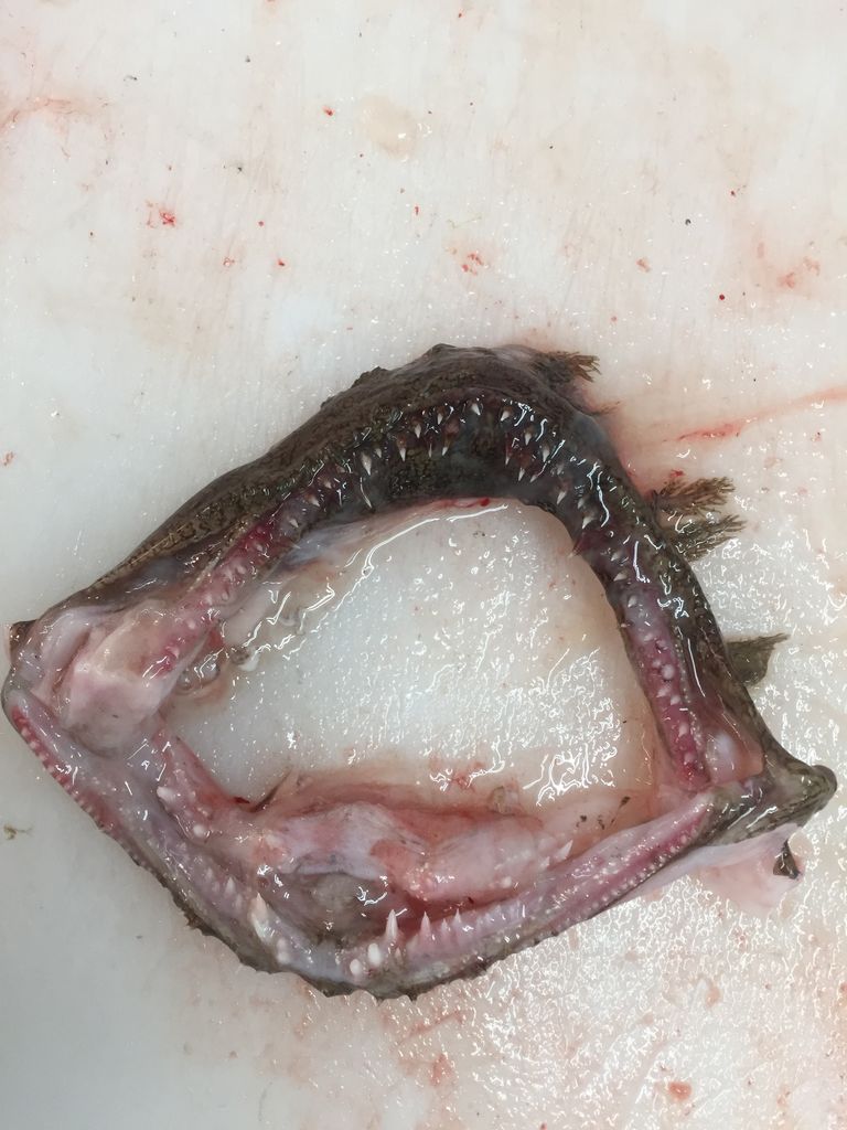 11 3 鮮魚 あんこう は捨てるところがない 綿半スーパーセンター 諏訪店生鮮ブログ