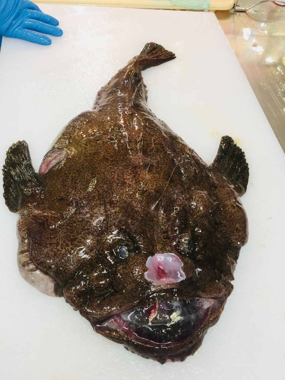 11 3 鮮魚 あんこう は捨てるところがない 綿半スーパーセンター 諏訪店生鮮ブログ 11 3 鮮魚 あんこう は捨てるところがない 綿半スーパーセンター 諏訪店生鮮ブログ