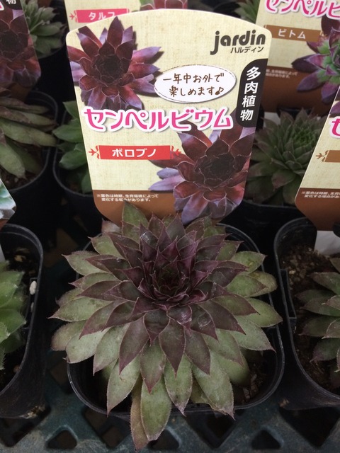 9 28 センペルビウムmix 綿半スーパーセンター 諏訪店ガーデンブログ 9 28 センペルビウムmix 綿半スーパーセンター 諏訪店ガーデンブログ