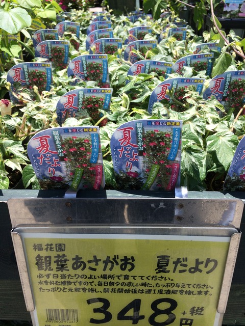 6 11 観葉あさがお 夏だより 綿半スーパーセンター 諏訪店ガーデンブログ