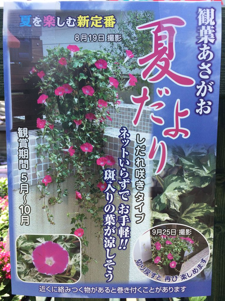 6 11 観葉あさがお 夏だより 綿半スーパーセンター 諏訪店ガーデンブログ