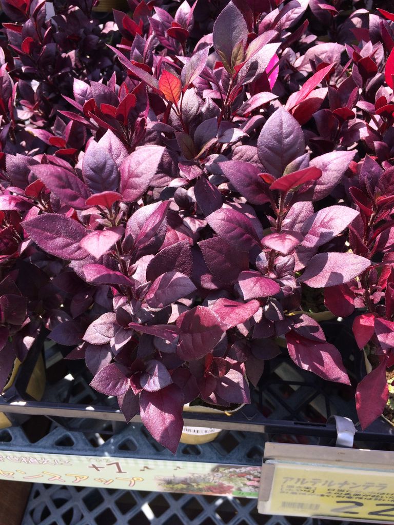 アルテルナンテラ エキナセア Flautoreserve Com