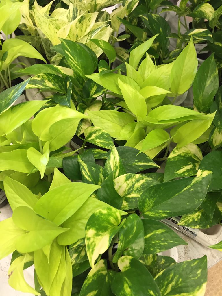 つる性の観葉植物 綿半ホームエイド 庄内店ガーデンブログ つる性の観葉植物 綿半ホームエイド 庄内店ガーデンブログ