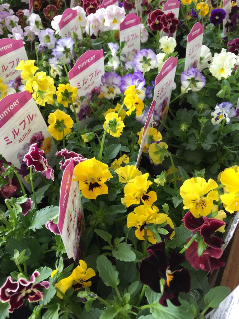 いろいろなバンジー ビオラ 綿半スーパーセンター 豊科店ガーデンブログ