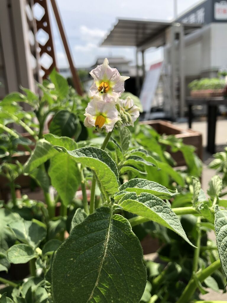 じゃがいもの花 綿半スーパーセンター 豊科店ガーデンブログ