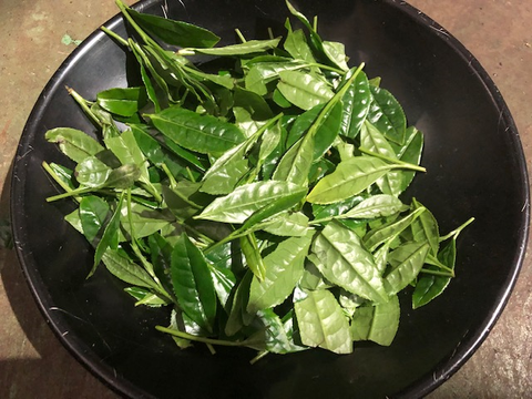 今吉製茶1